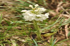 Habenaria roxburghii